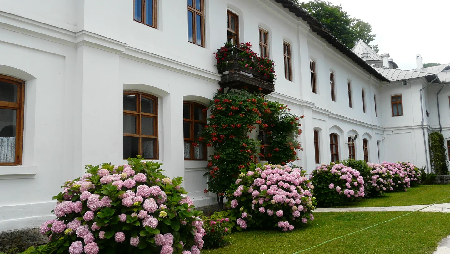 Hydrangeas at Tismana Monastery, Gorj County, Romania