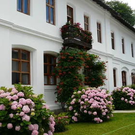 Hydrangeas at Tismana Monastery, Gorj County, Romania