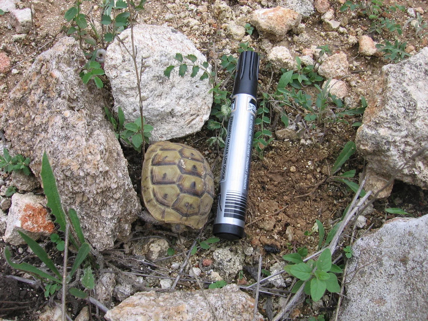 Smaller than a pen