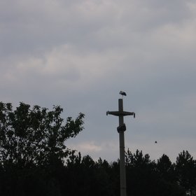 Stork on a pile
