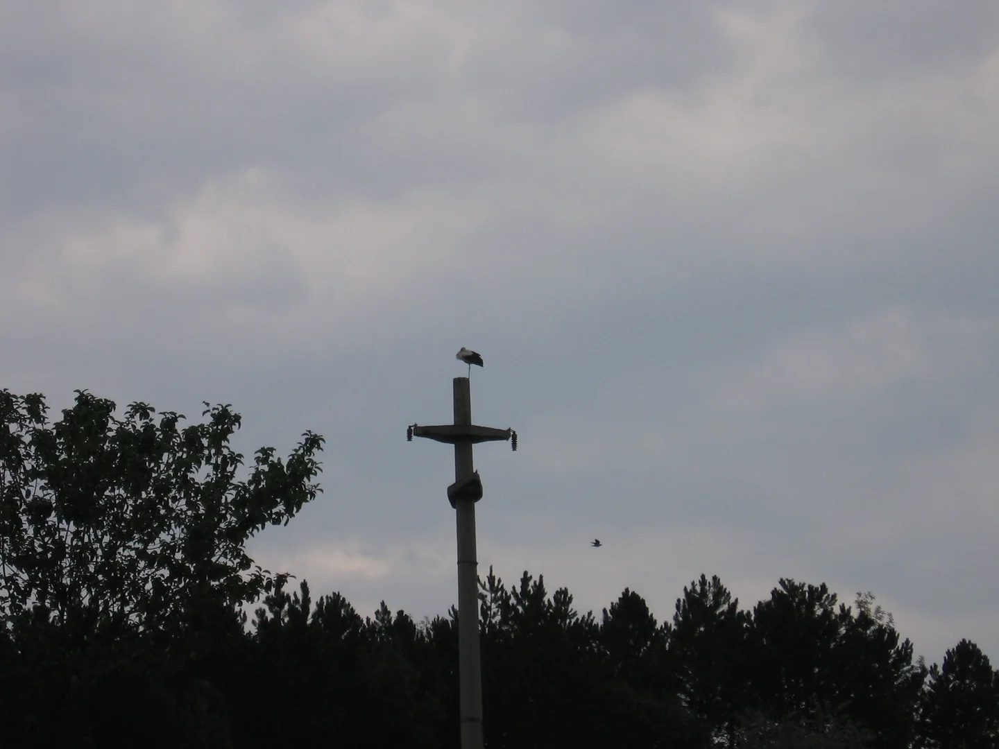 Stork on a pile