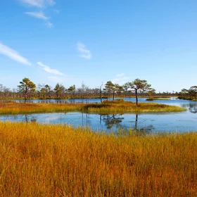 Elnia raised bog in northwestern Belarus