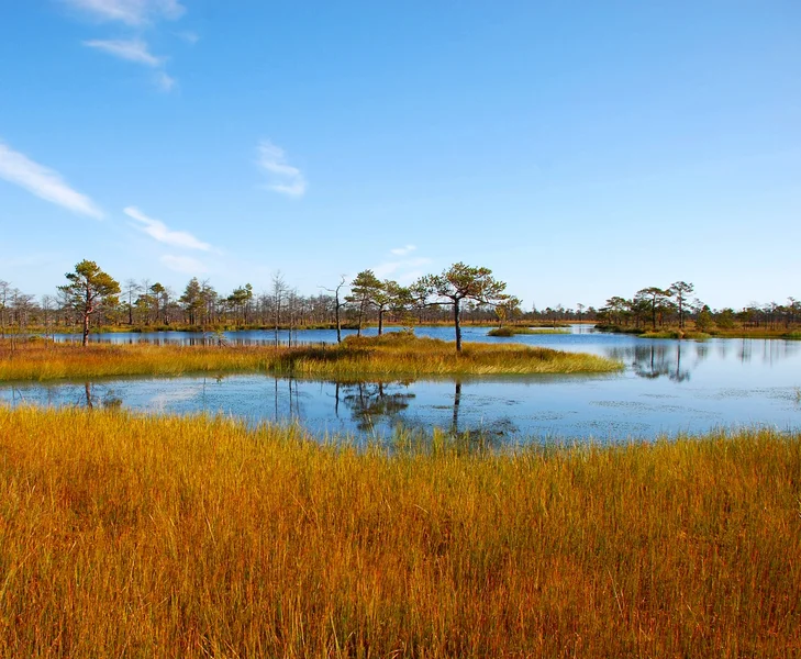 Elnia raised bog in northwestern Belarus