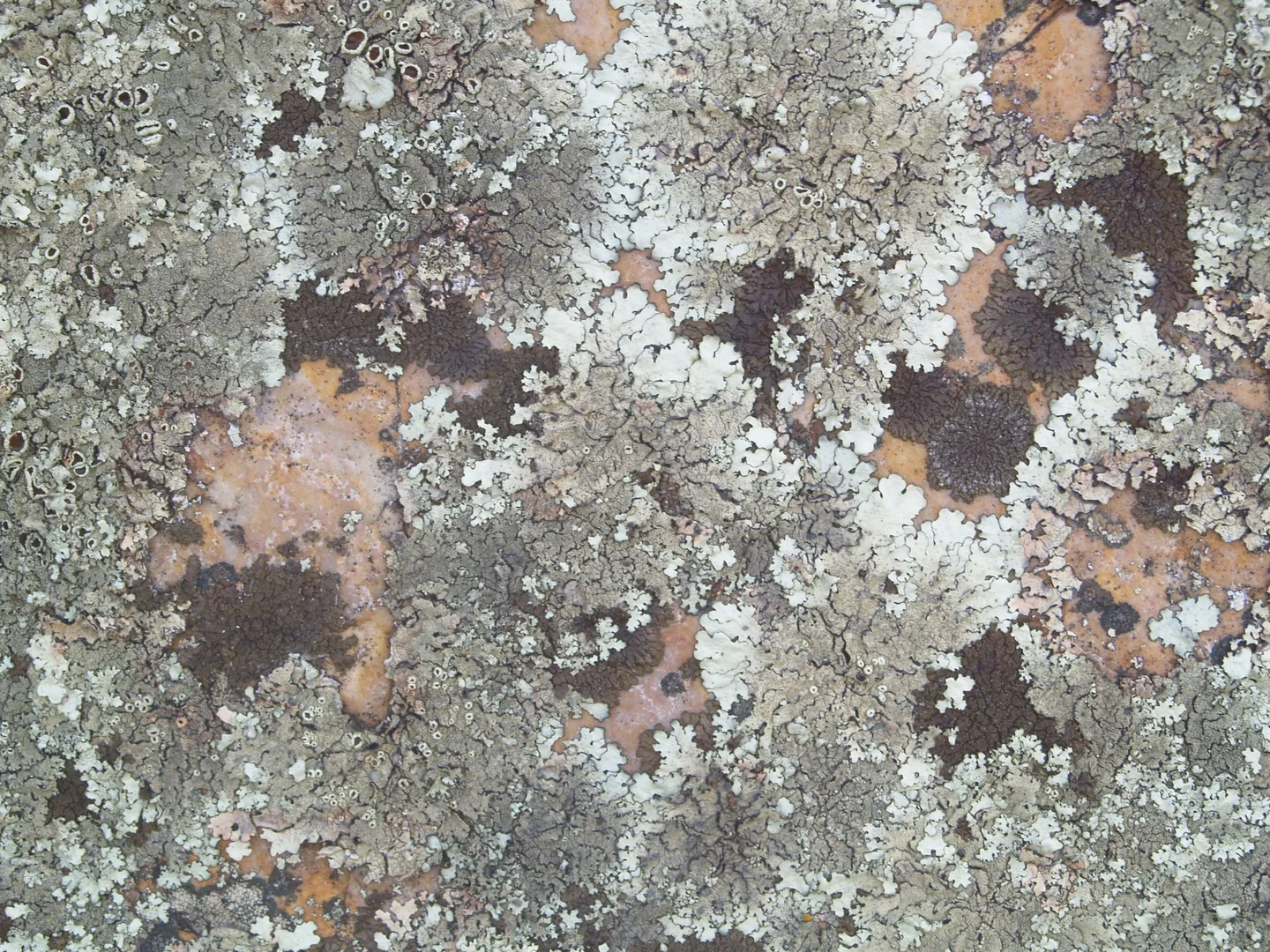 Lichens _community_2