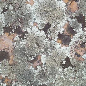 Lichens _community_2
