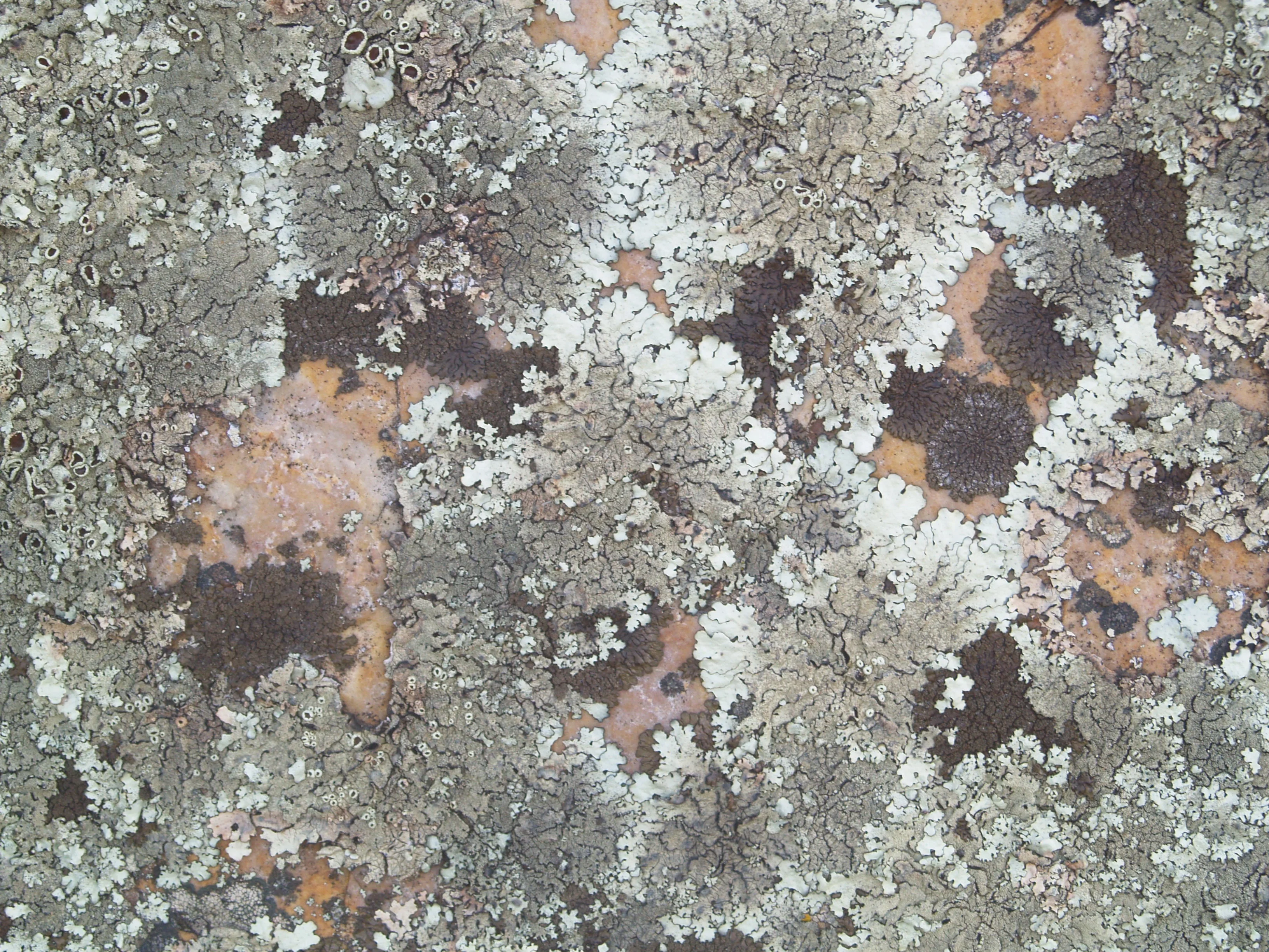 Lichens _community_2