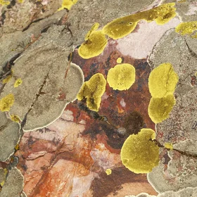 Pioneer Settler Organisms