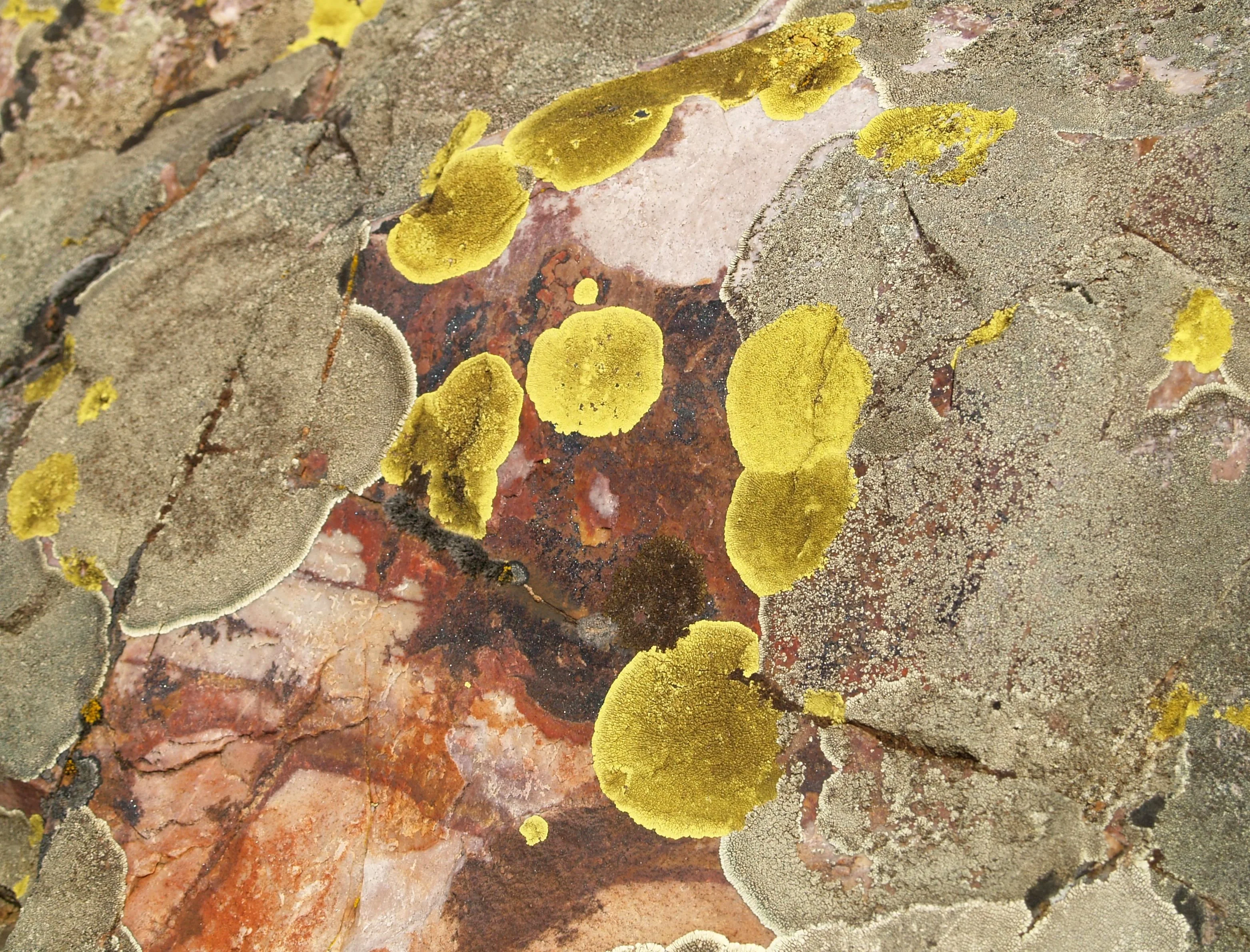 Pioneer Settler Organisms