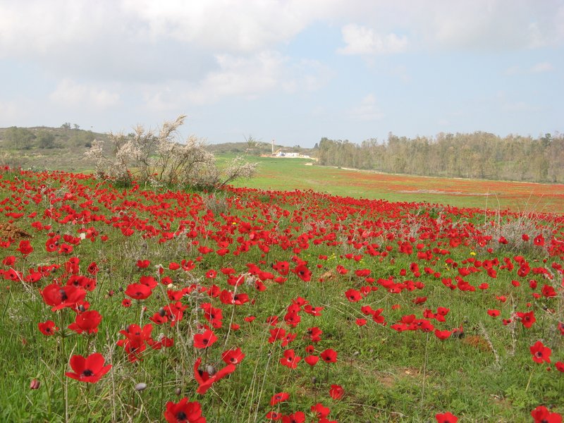 Windflowers-1