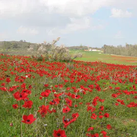 Windflowers-1
