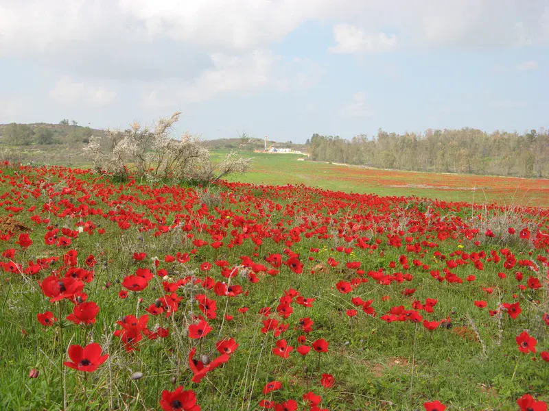 Windflowers-1