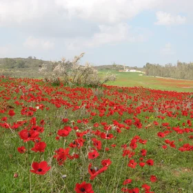 Windflowers-1