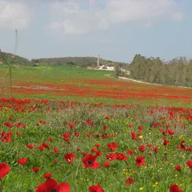 Windflowers-2