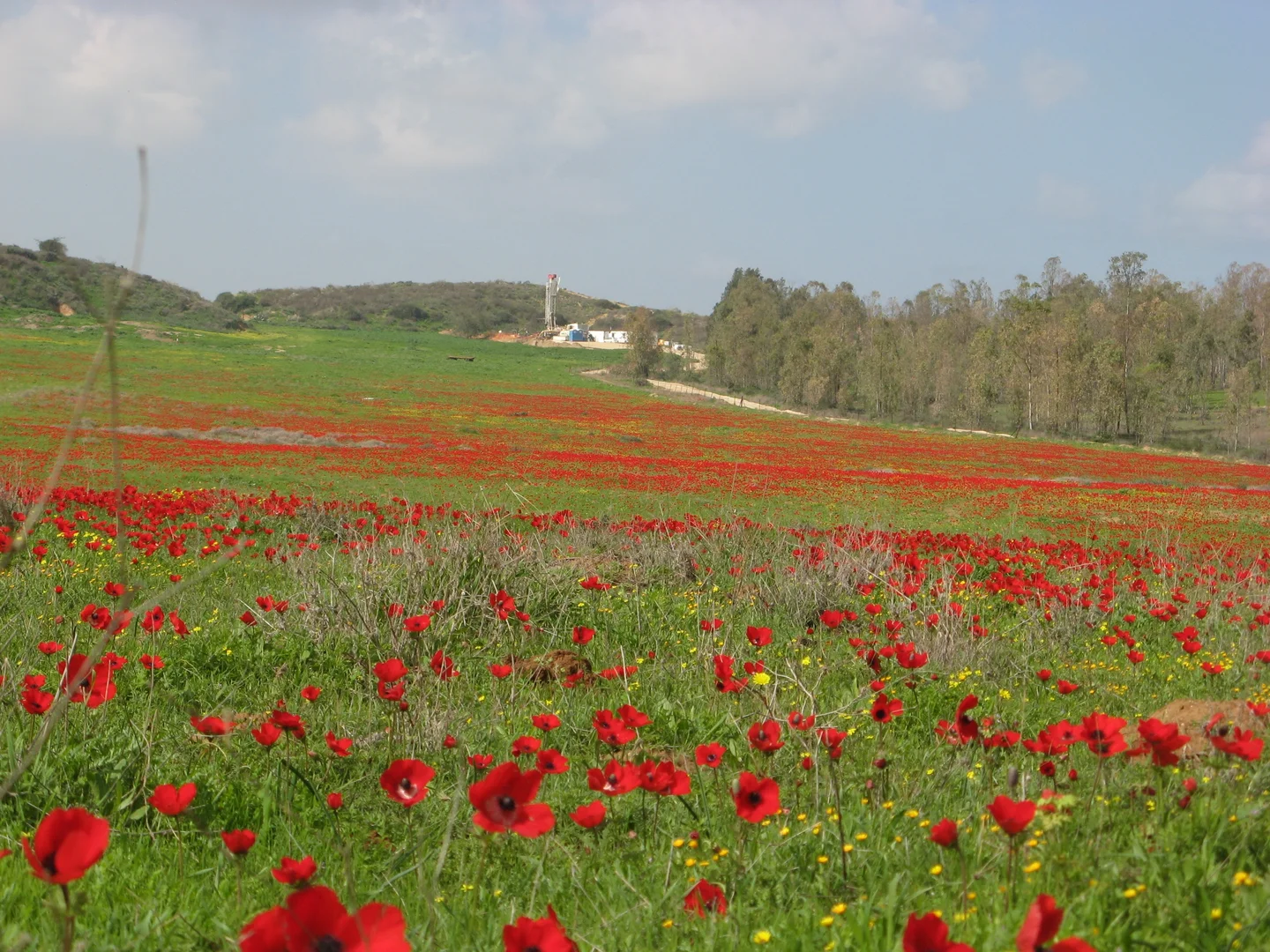 Windflowers-2