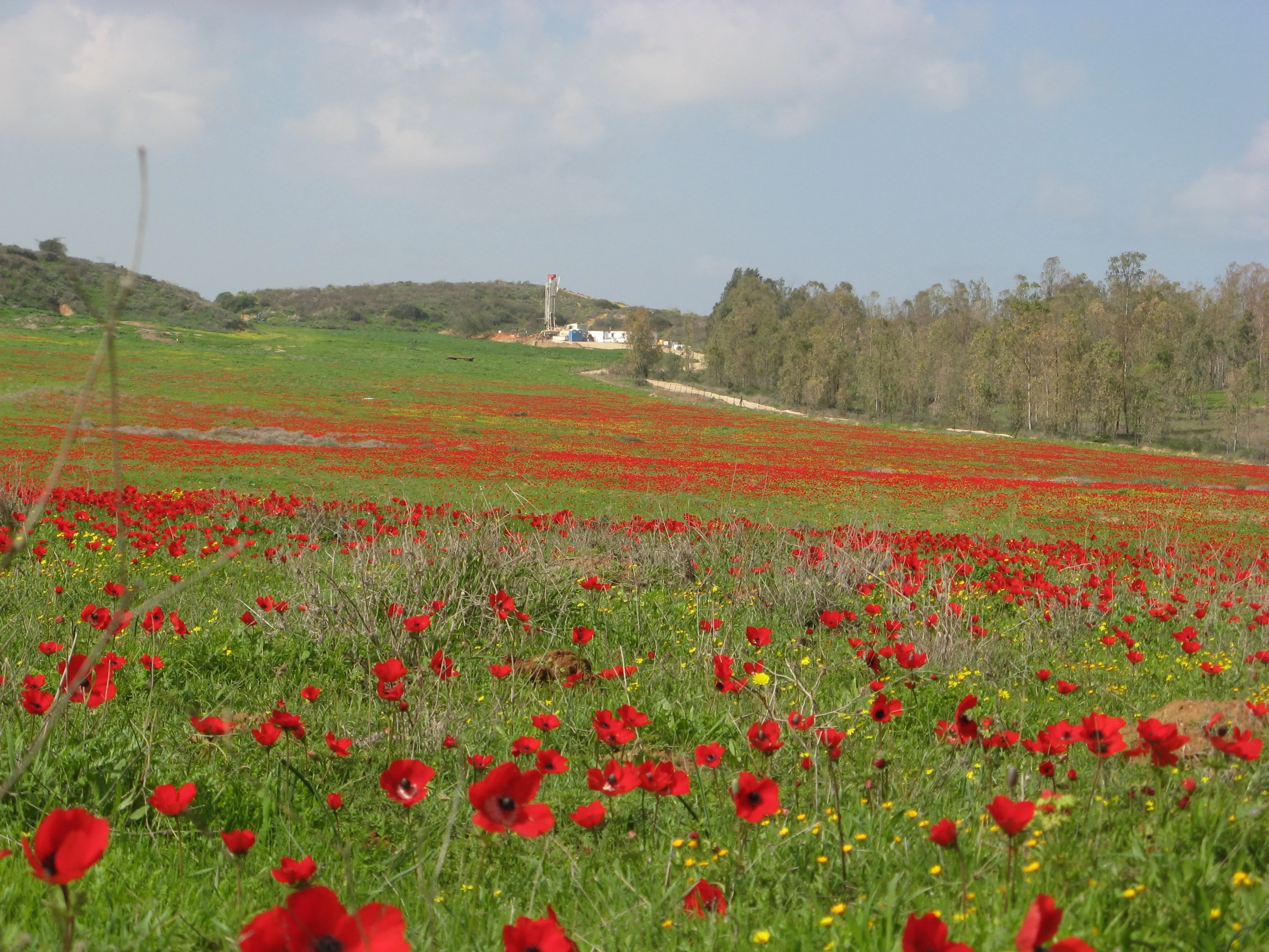 Windflowers-2