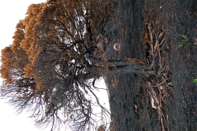 Smouldering Earth