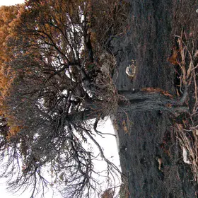 Smouldering Earth