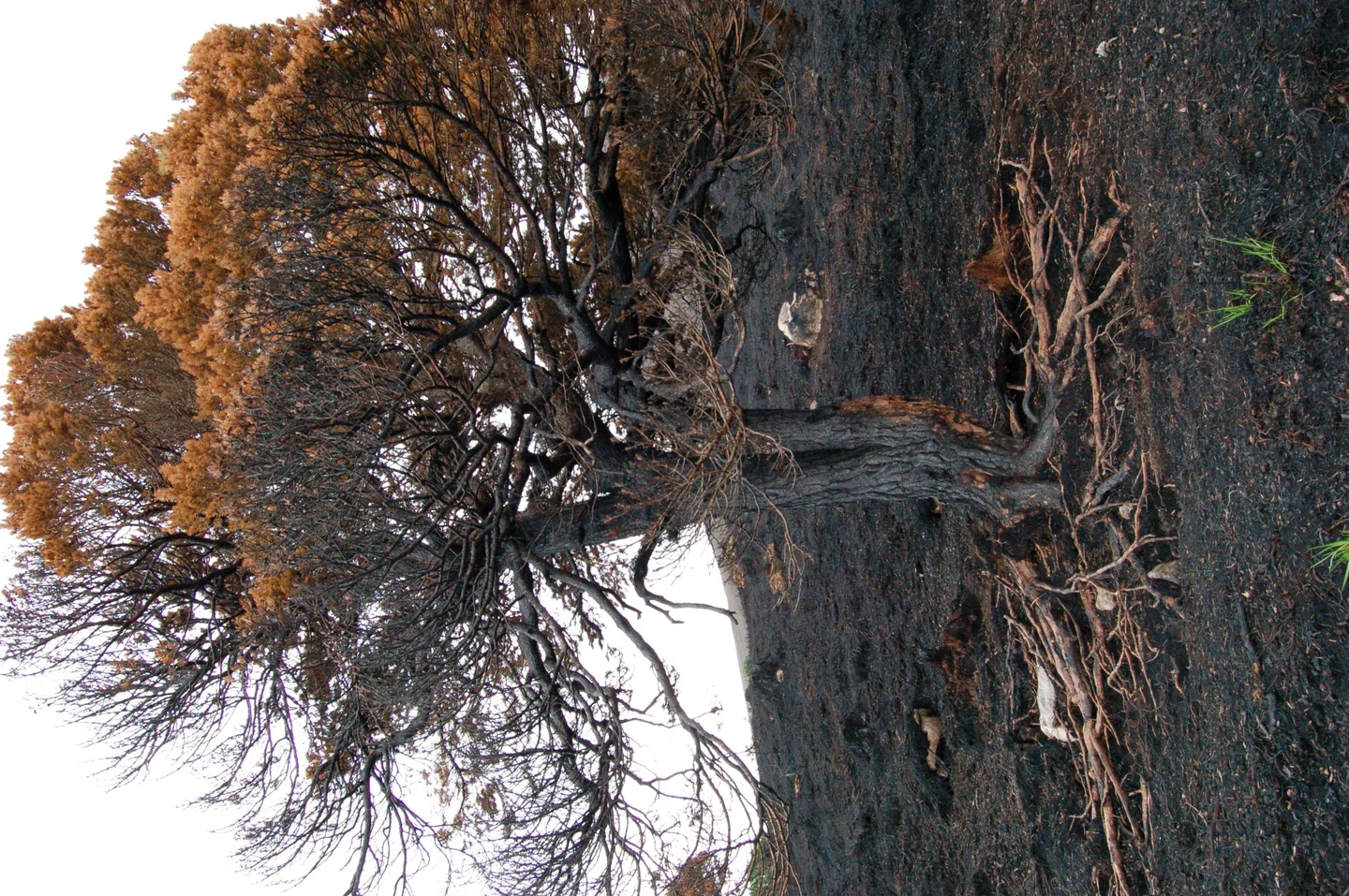 Smouldering Earth