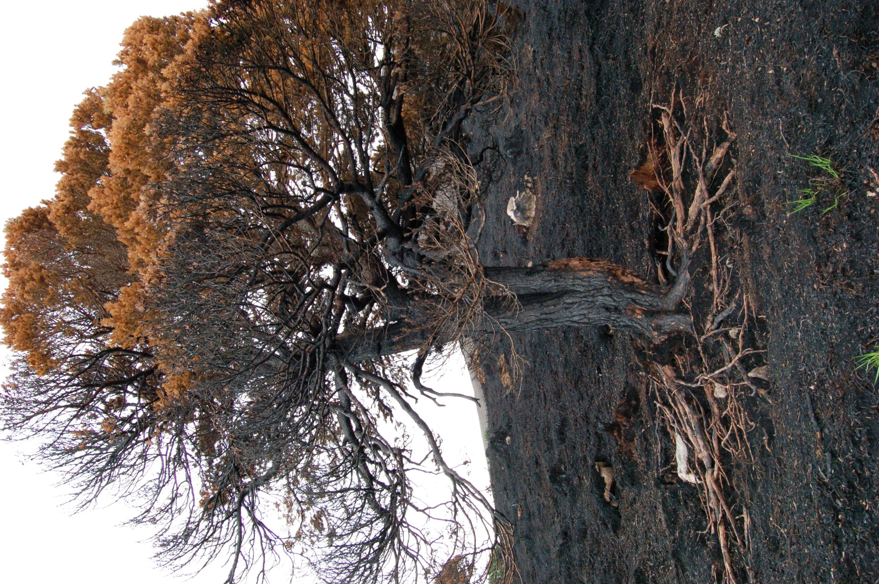 Smouldering Earth