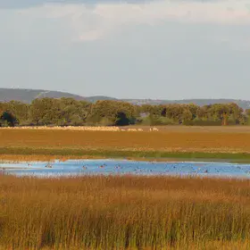 Golden endorheic pond