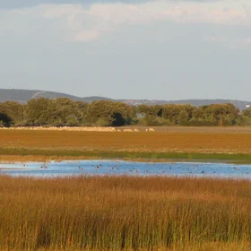 Golden endorheic pond