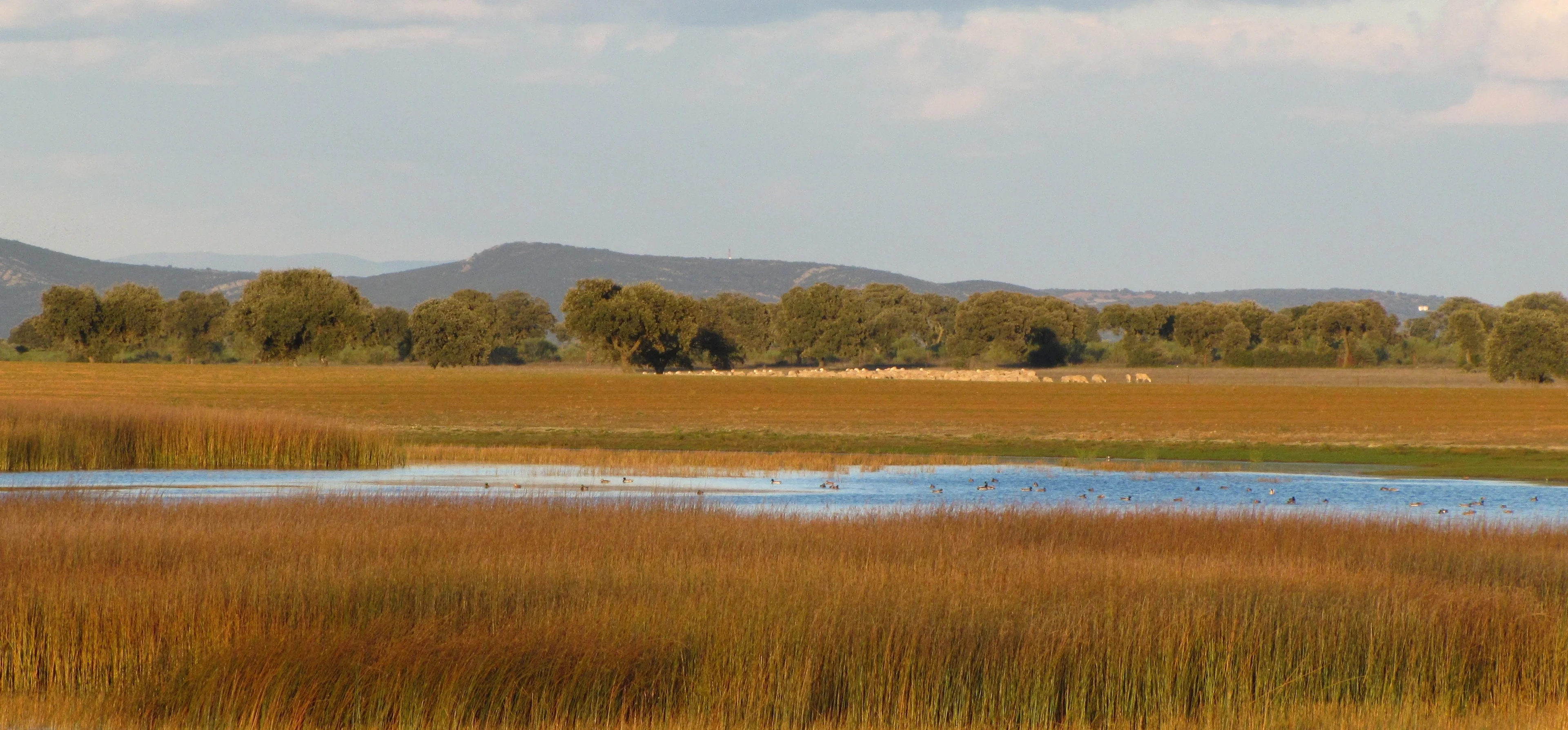 Golden endorheic pond