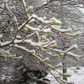 Beech bud burst under snow