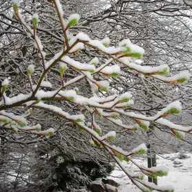 Beech bud burst under snow