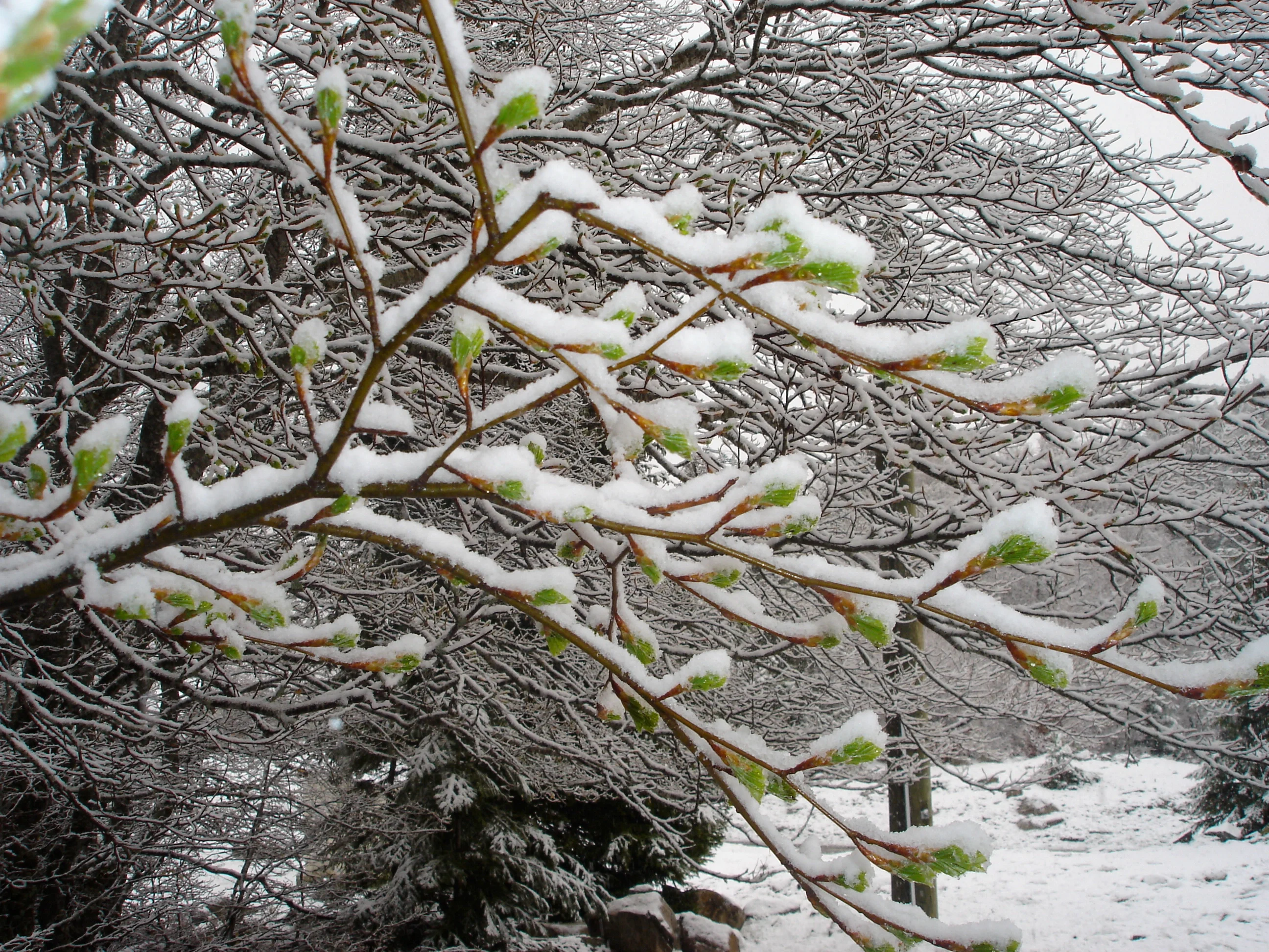 Beech bud burst under snow