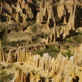 Soil forest