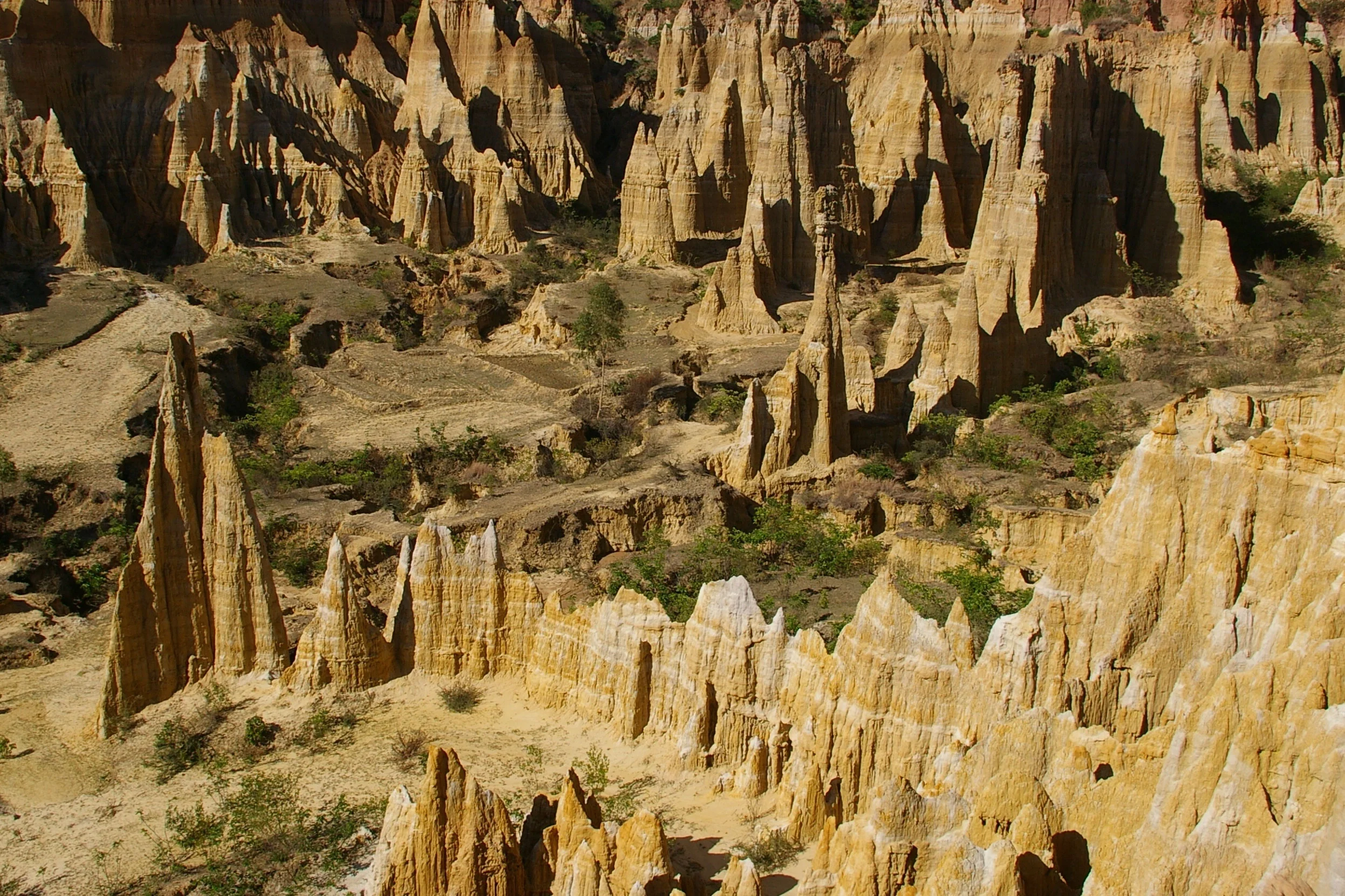 Soil forest