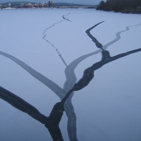 Roots on the ice