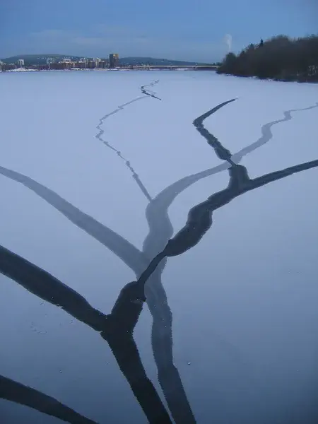 Roots on the ice
