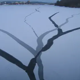 Roots on the ice