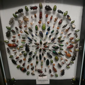 Diversidad