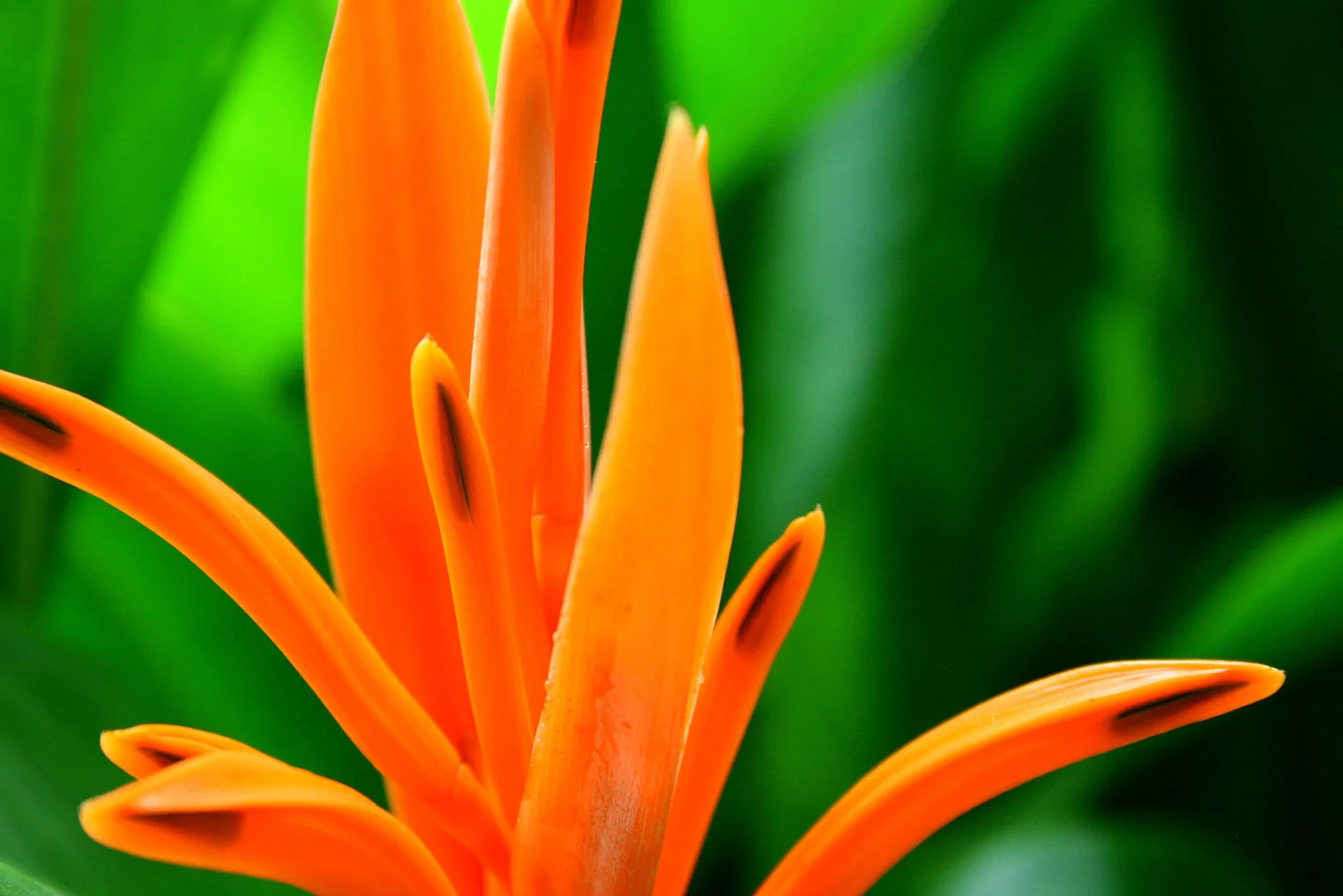 Vietnam Flower