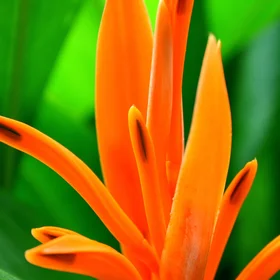 Vietnam Flower