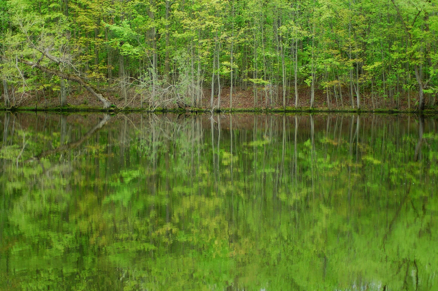Trees in Spring