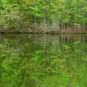 Trees in Spring