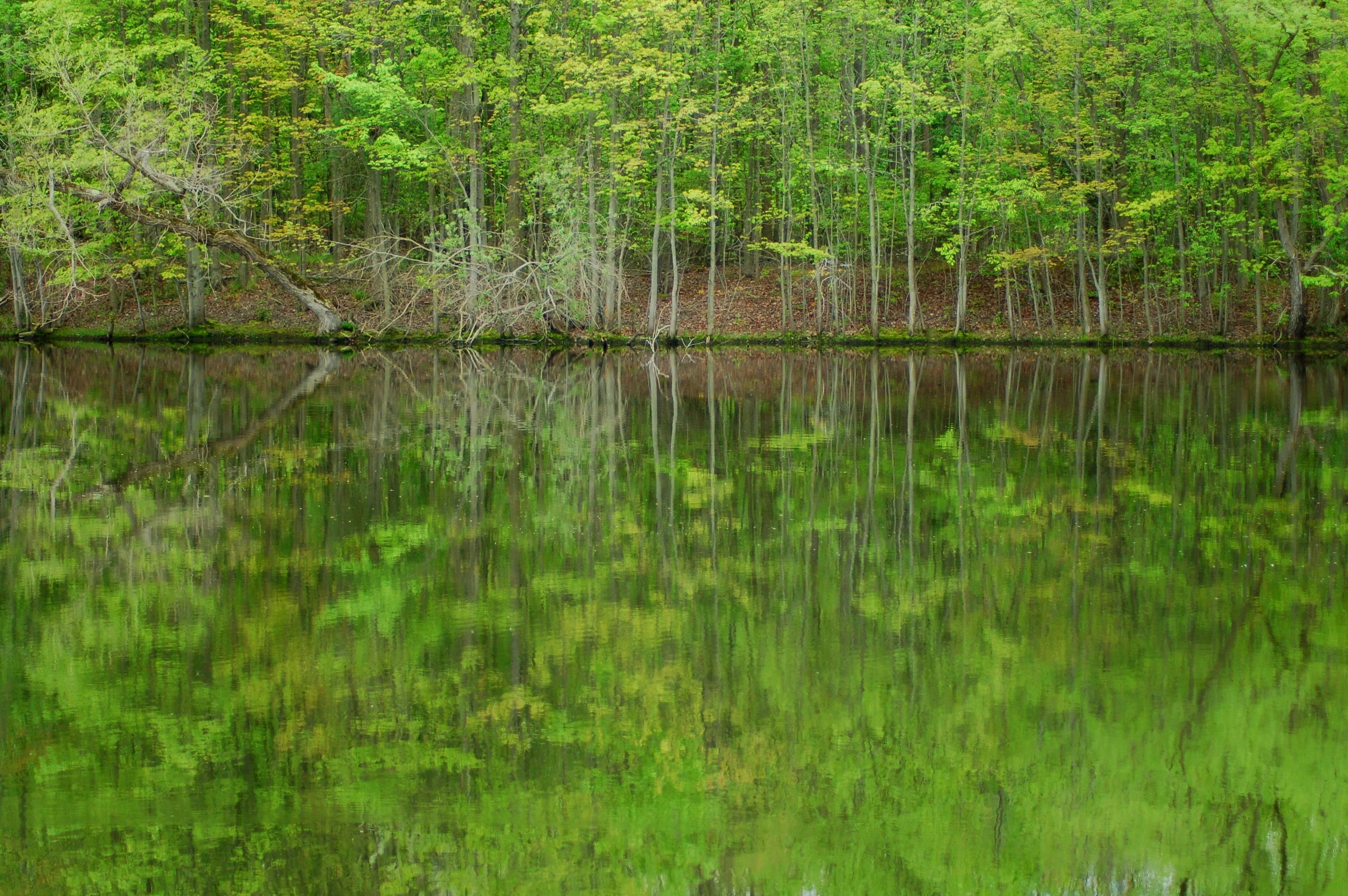 Trees in Spring