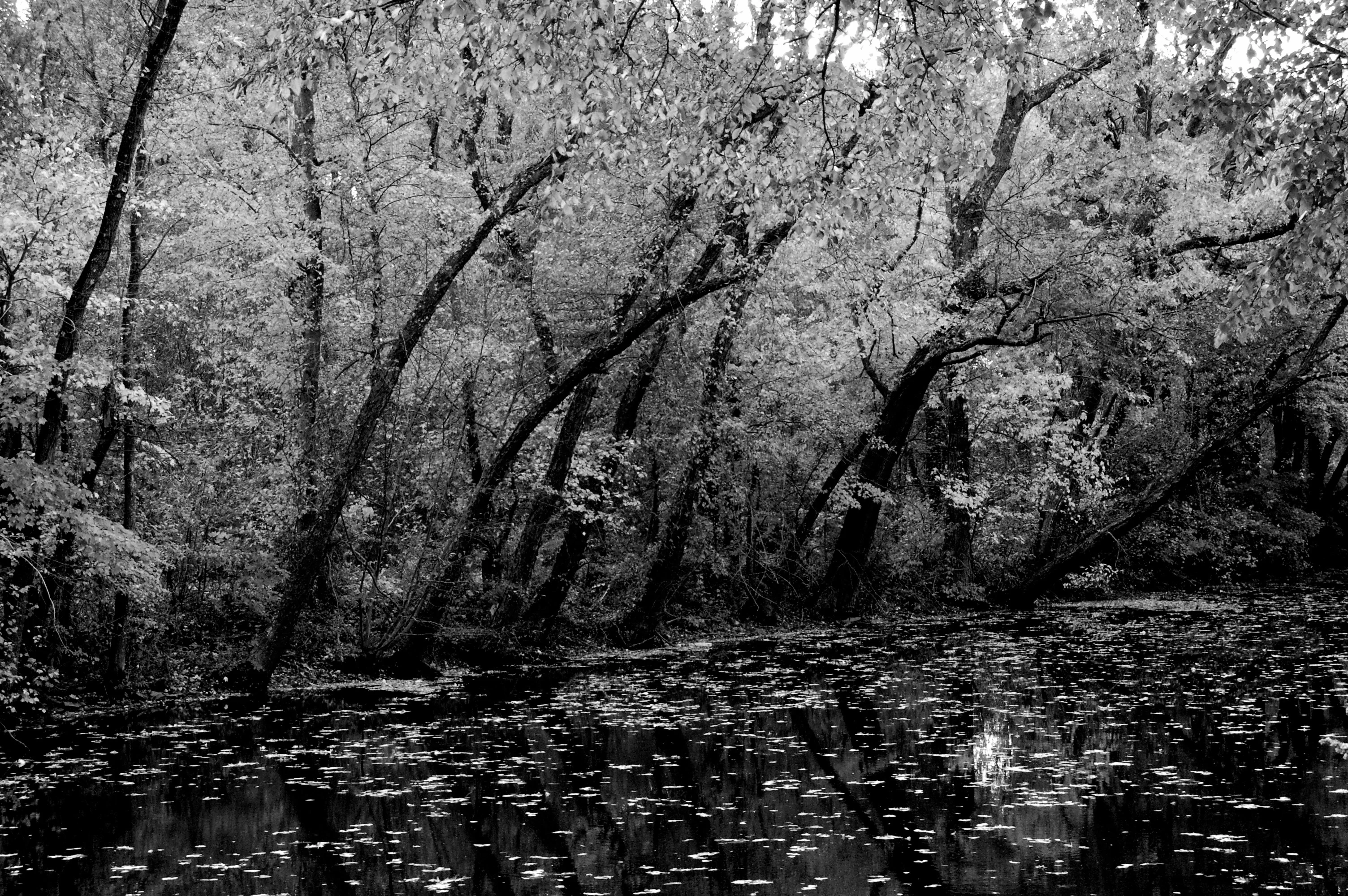 Trees in Autumn