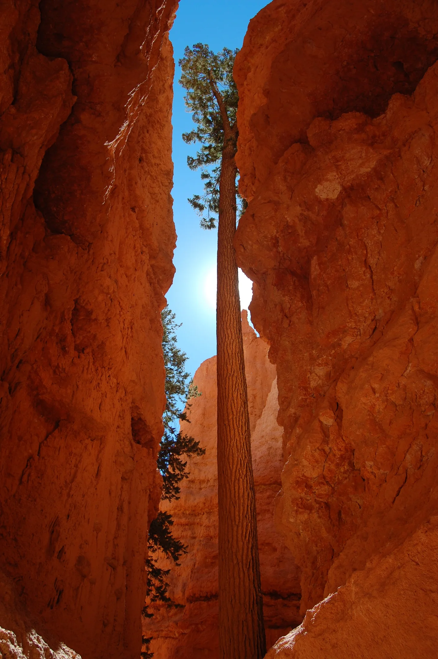 Stretching to the light