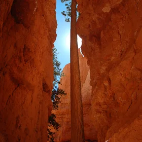 Stretching to the light