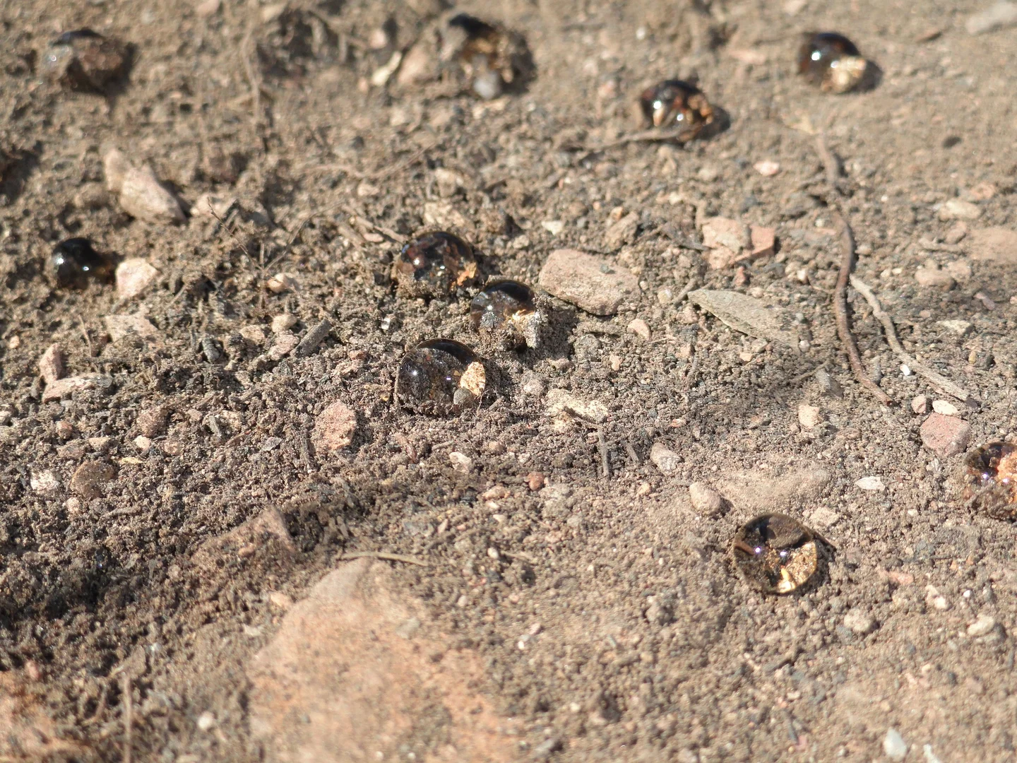 Repellence two years after wildfire.