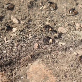Repellence two years after wildfire.