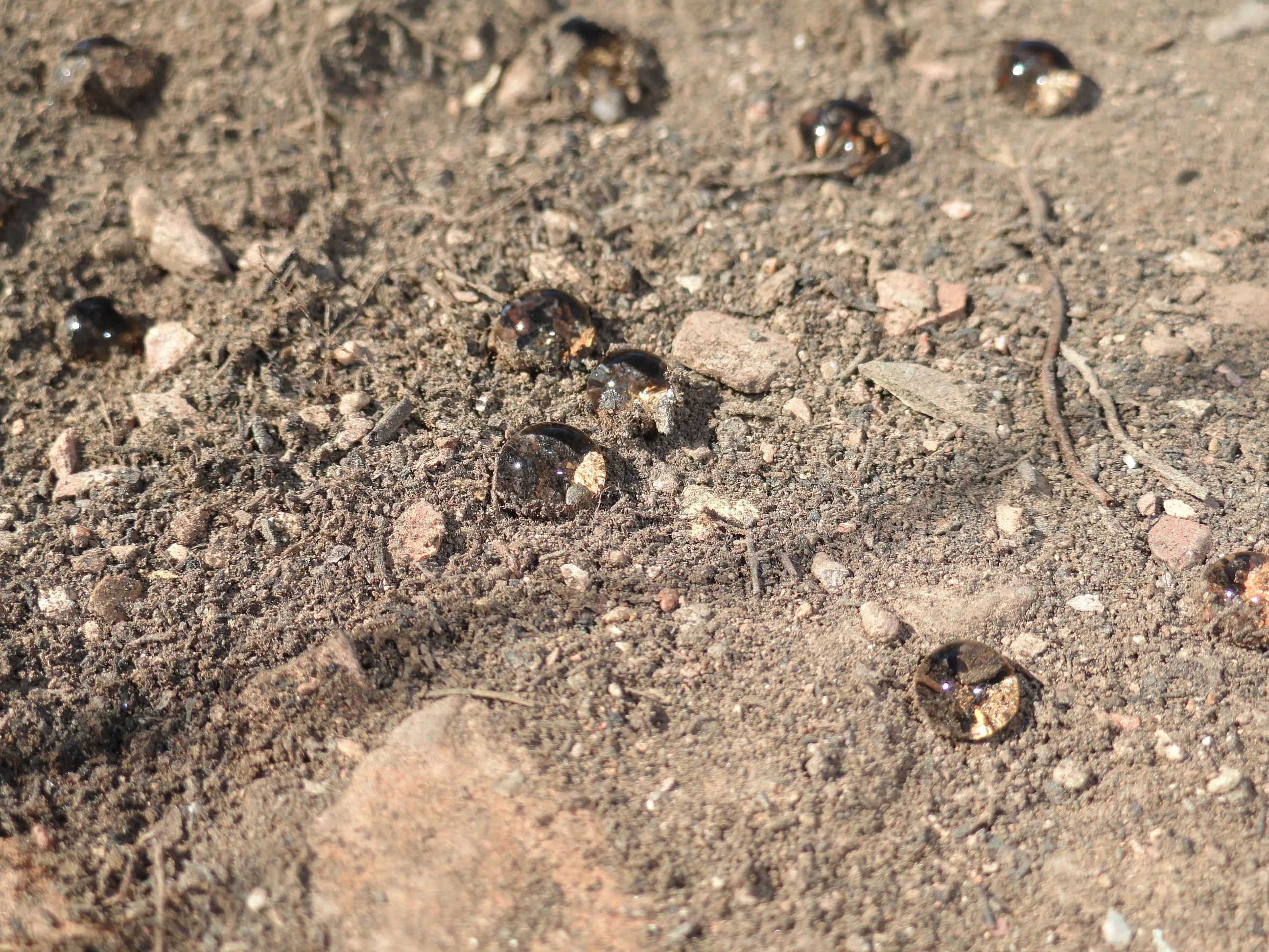 Repellence two years after wildfire.