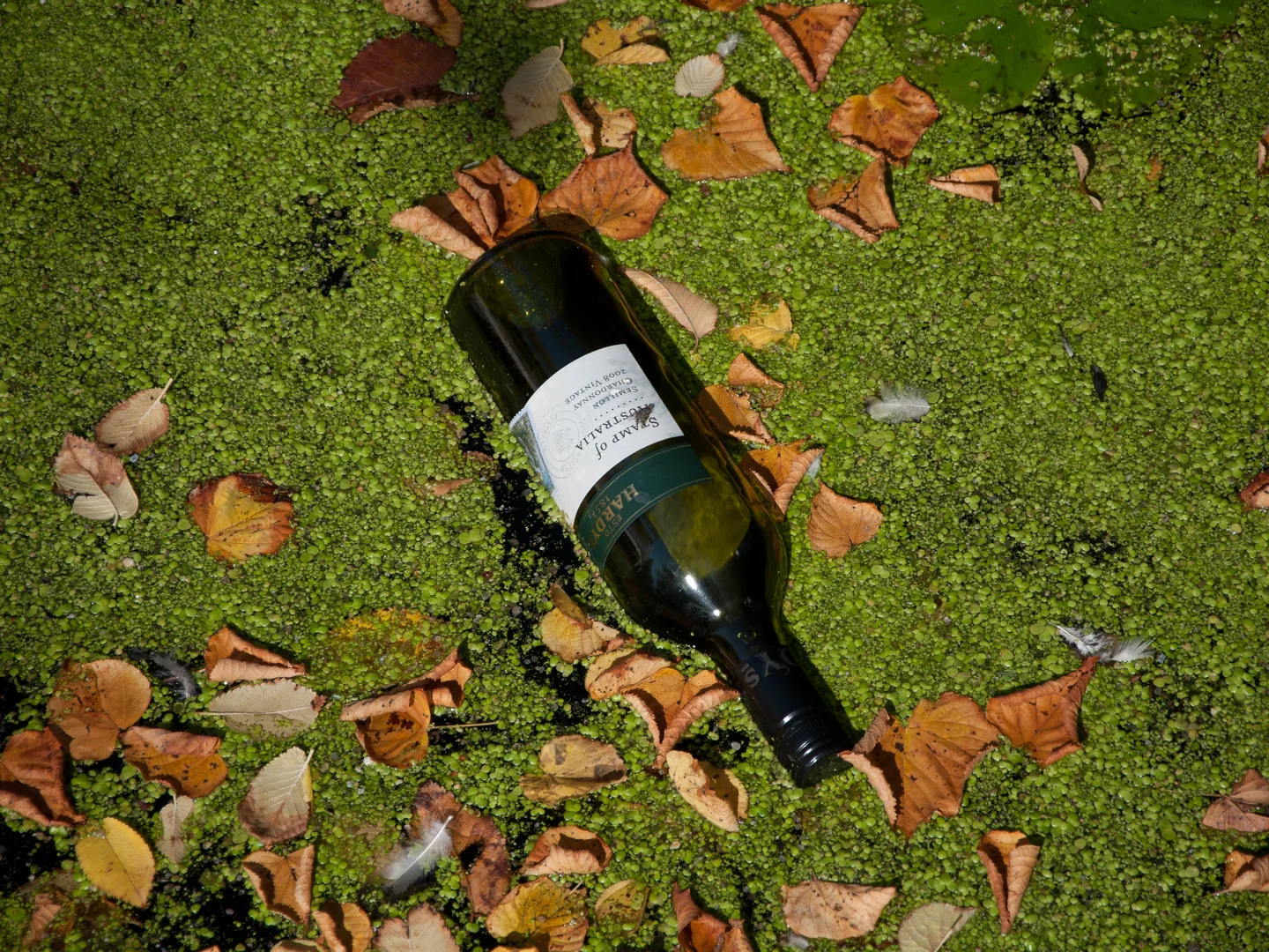 Algae bloom and floating bottle