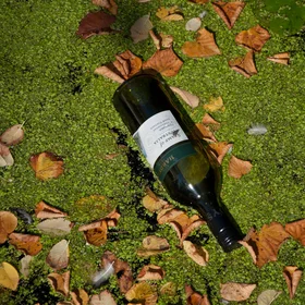Algae bloom and floating bottle