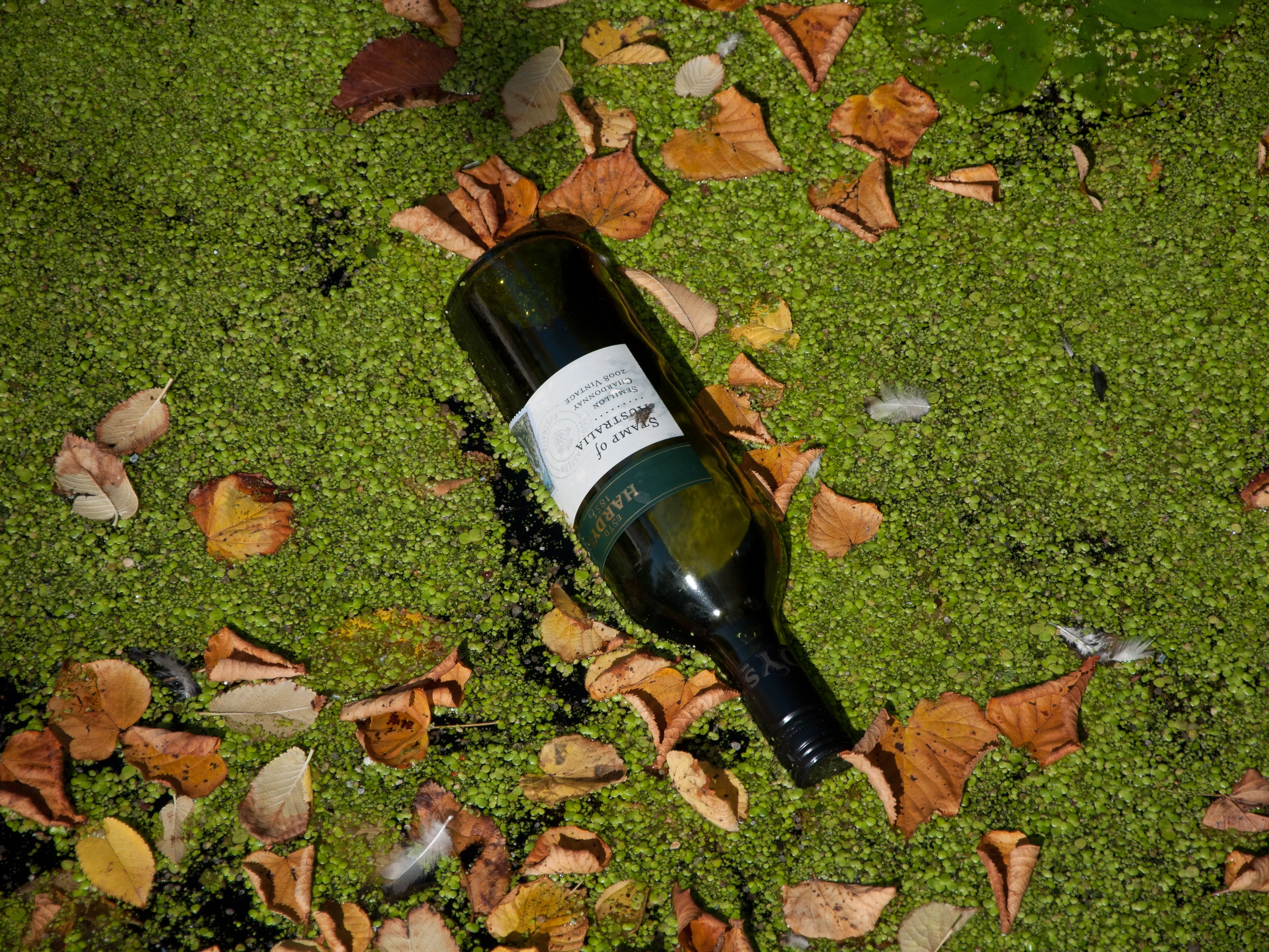 Algae bloom and floating bottle