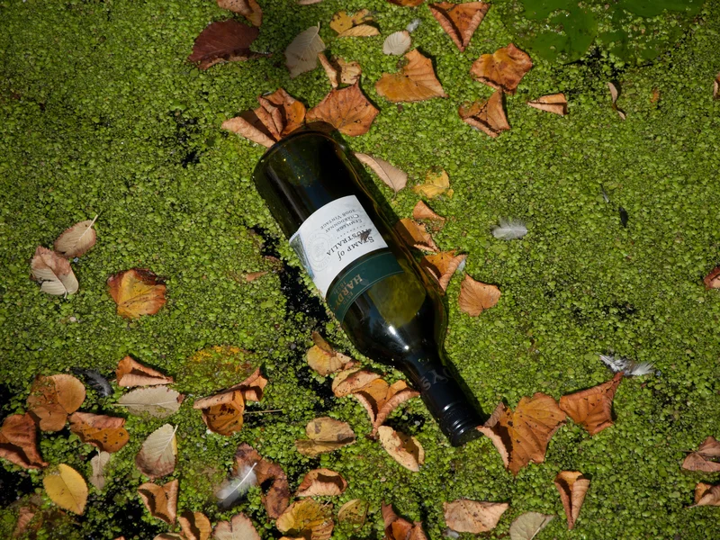 Algae bloom and floating bottle